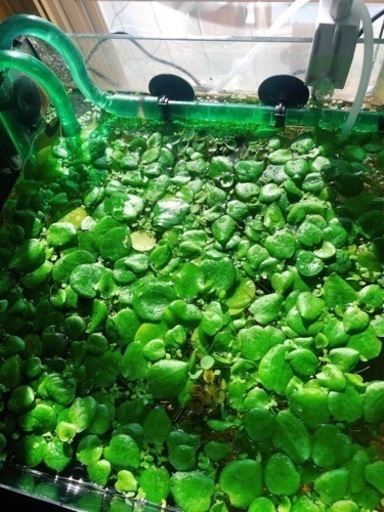 アマゾンフロッグピット 水草水質浄化産卵床メダカ金魚アクアリウム ねずみのしもべ 真駒内のその他の中古あげます 譲ります ジモティーで不用品の処分 アマゾンフロッグピット 水草水質浄化産卵床メダカ金魚アクアリウム ねずみのしもべ 真駒内のその他の中古あげます 譲ります ジモティーで不用品の処分