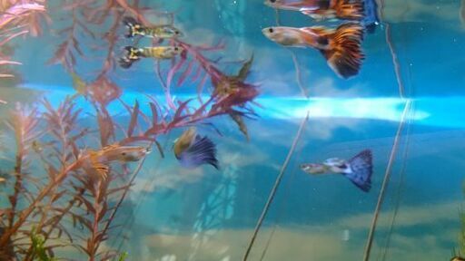 グッピー稚魚10匹 リリー 稲毛のその他の中古あげます 譲ります ジモティーで不用品の処分