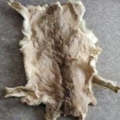 鹿の毛皮 約140×70 (㎝)