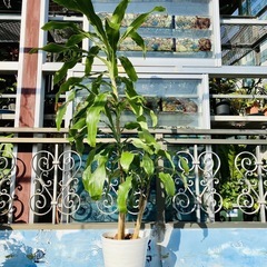 🪴観葉植物 ドラセナ・フラグランス 幸福の木③🪴