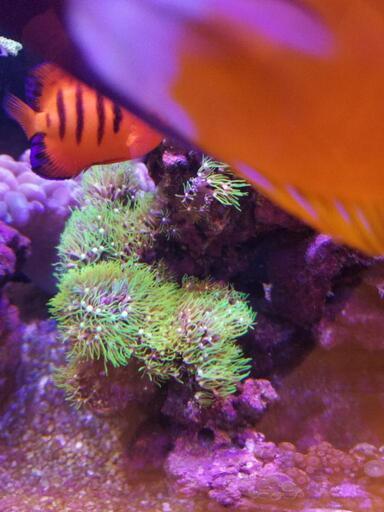 最大の割引 海水魚 生体・サンゴ まとめ売り 【近隣地域お持ちします】 その他