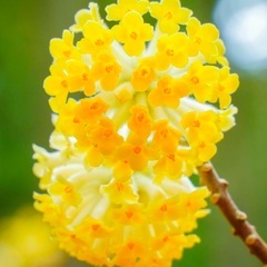 ミツマ苗木　黄色花