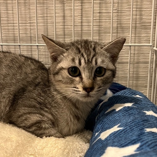 綺麗なグレー色のシルバー君 ねこネットあま 木田の猫の里親募集 ジモティー