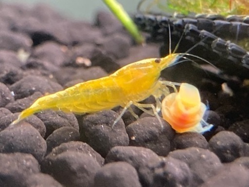 エビ水槽、そのまま譲ります