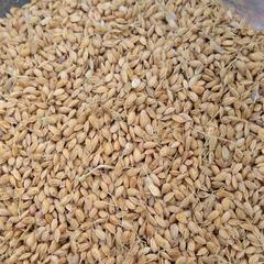 令和6年用 もち米 種籾1キロ 水稲種子 お米の種