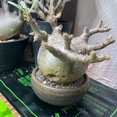 グラキリス 発根済み