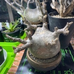 グラキリス 発根済み