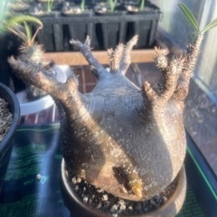 グラキリス 発根済み