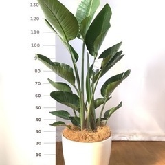 オーガスタ　10号　観葉植物