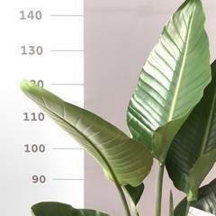 オーガスタ　10号　観葉植物