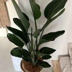 オーガスタ　10号　観葉植物