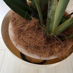 オーガスタ　10号　観葉植物