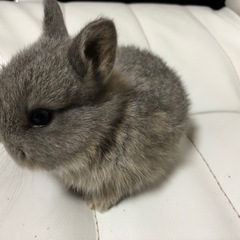 ウサギの赤ちゃんの里親募集 − 鹿児島県