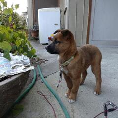 ありがとうございます 里親様決まりました まるまるコロコロ可愛い女の子のダイズちゃん 野良犬が産んだ子犬 なみへい 阿波の犬の里親募集 ジモティー