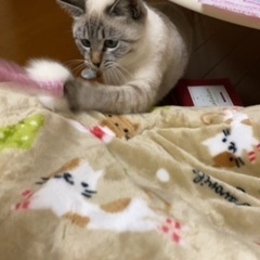 可愛い猫ちゃん里親募集中( ´∀｀)♡メス　避妊手術済み