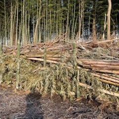 竹、竹の根差し上げます