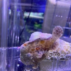 【ネット決済】海水魚 生体 カエルアンコウ1 ピンク系