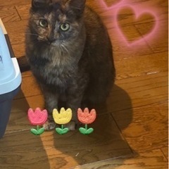 フワフワのサビちゃん🐱家族に迎えてください🍀