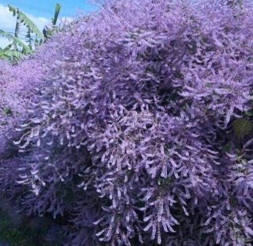 植物 メイフラワー 苗 シン 首里のその他の中古あげます 譲ります ジモティーで不用品の処分