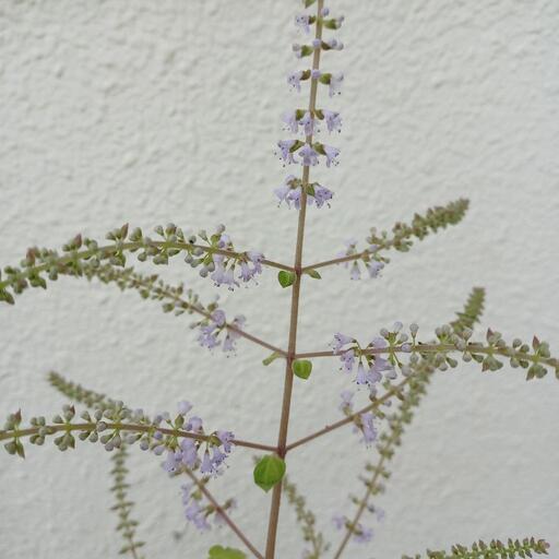 商談中 植物 メイフラワー たけちゃん てだこ浦西の家具の中古あげます 譲ります ジモティーで不用品の処分