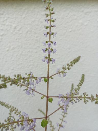 商談中 植物 メイフラワー たけちゃん てだこ浦西の家具の中古あげます 譲ります ジモティーで不用品の処分