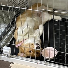 ⭐︎一旦締め切ります⭐︎コーギー×ダックスのミックス犬　女の子 − 福岡県