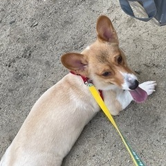 ⭐︎一旦締め切ります⭐︎コーギー×ダックスのミックス犬　女の子 - 犬