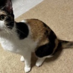 ⑤元気な猫ちゃんメス1才未満＊関東圏限定(代理投稿)