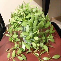 観葉植物　ディスキディア・ベンガレンシス　3.5号鉢と受け皿付き