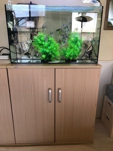 エンゼルフィッシュと水槽一式