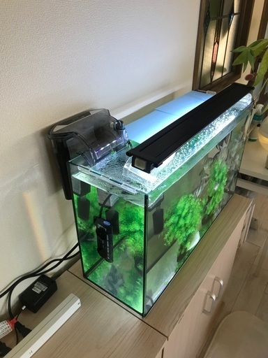 エンゼルフィッシュと水槽一式