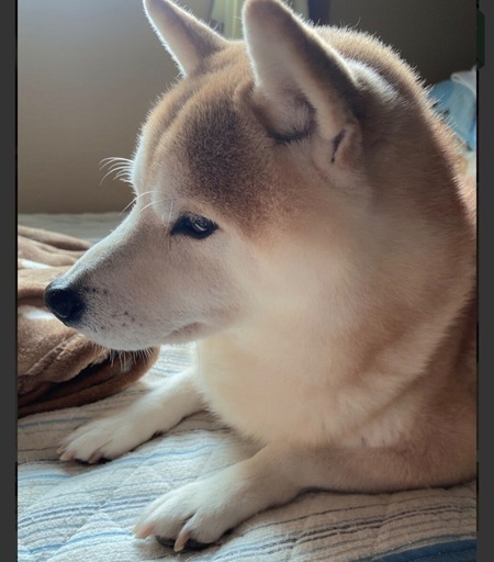 人懐っこい柴犬 太郎9歳 りえ太郎 尾頭橋の柴犬の里親募集 ジモティー 人懐っこい柴犬 太郎9歳 りえ太郎 尾頭橋の柴犬の里親募集 ジモティー