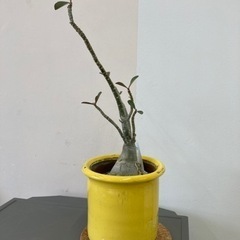 塊根植物　アデニウム
