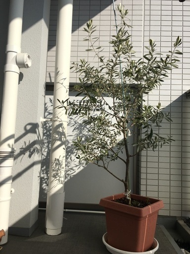 オリーブ鉢植え　SOUJUシプレッシーノ