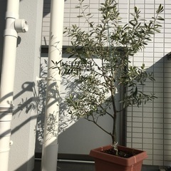 【ネット決済】オリーブ鉢植え　SOUJUシプレッシーノ