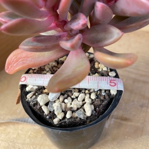 多肉植物レズリー るるは 中村公園の生活雑貨の中古あげます 譲ります ジモティーで不用品の処分