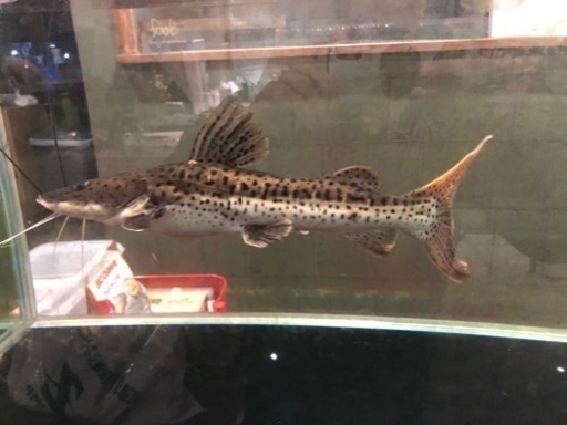 その他 大型魚、観賞魚、レッドテールシャベル