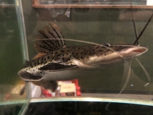 大型魚、観賞魚、レッドテールシャベル 大型魚、観賞魚、レッドテールシャベル