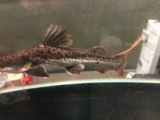 大型魚、観賞魚、レッドテールシャベル