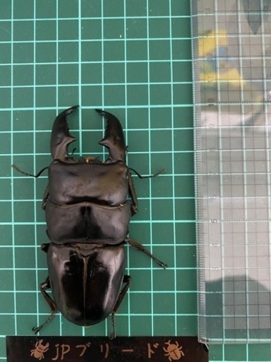 スマトラオオヒラタ　95mmペア　【クワガタ、カブトムシ】