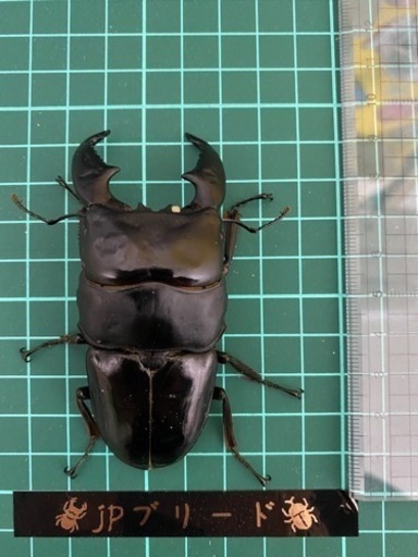 スマトラオオヒラタ　92mmペア　【クワガタ、カブトムシ】