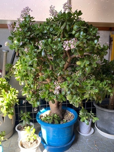 金のなる木   観葉植物
