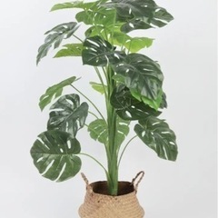 千葉県の中古モンステラが無料 格安で買える ジモティー