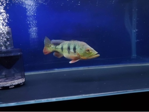 キクラケルベリー　大型魚