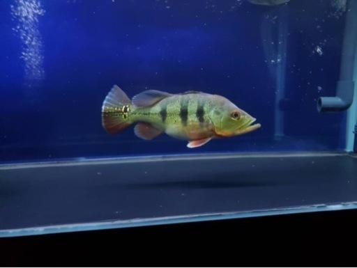 キクラケルベリー　大型魚