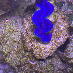 ヒメシャコガイについたウミアザミパープル