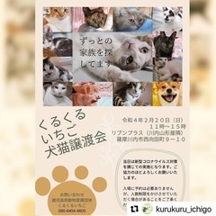 2月20日犬猫譲渡会 − 鹿児島県