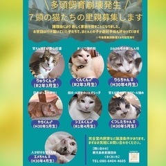 2月20日犬猫譲渡会 - イベント