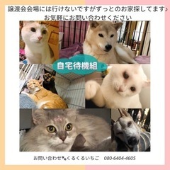 2月20日犬猫譲渡会 - 薩摩川内市