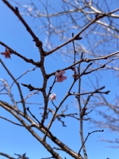 桜の木欲しい方いますか？